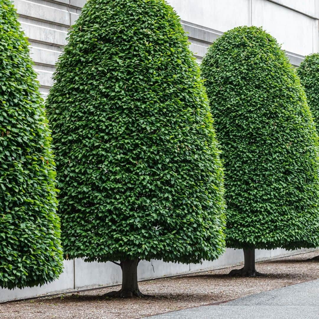 ニューヨーク植物園のインスタグラム