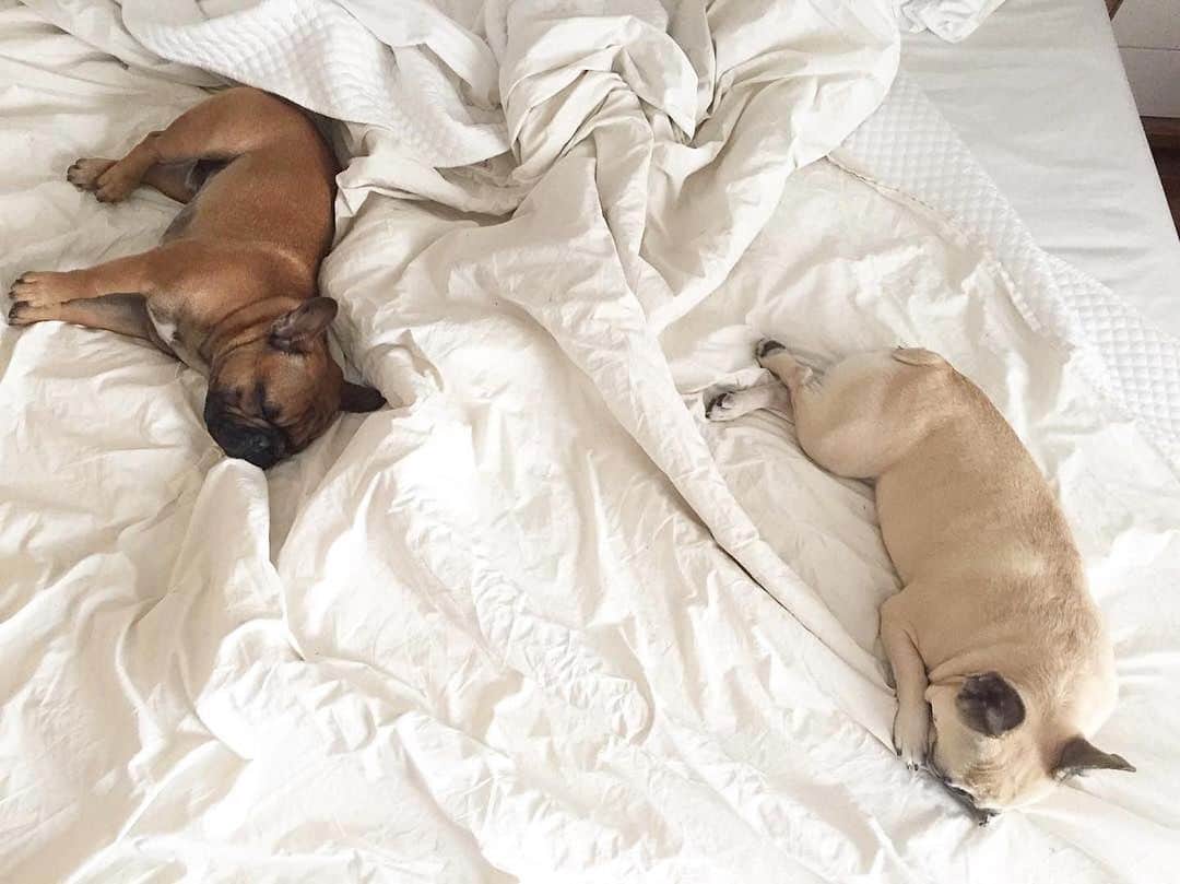 DHC Skincareさんのインスタグラム写真 - (DHC SkincareInstagram)「Happy #nationaldogday from our pawsome teammates @tinsley_and_teddy! 🐾 They’re taking the day off to catch up on some well-deserved sleep 💤」8月27日 3時01分 - dhcskincare