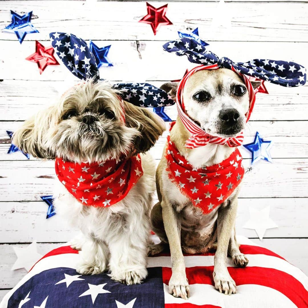 ケリー・ワシントンさんのインスタグラム写真 - (ケリー・ワシントンInstagram)「Today is #InternationalDogDay Here’s 2 adorable dogs. Repping for the US of A. My #josieB and her #ScandalFam doggie sister #Bean. My Scandal sister @bellamyyoung lost Beanie this weekend. But she will live forever in our hearts!!!!! Love you @bellamyyoung. Love you Bean! ❤️🙏🏾❤️🙏🏾❤️🙏🏾❤️🙏🏾❤️🙏🏾❤️ #updoglaphotography #nationaldogday」8月27日 3時25分 - kerrywashington