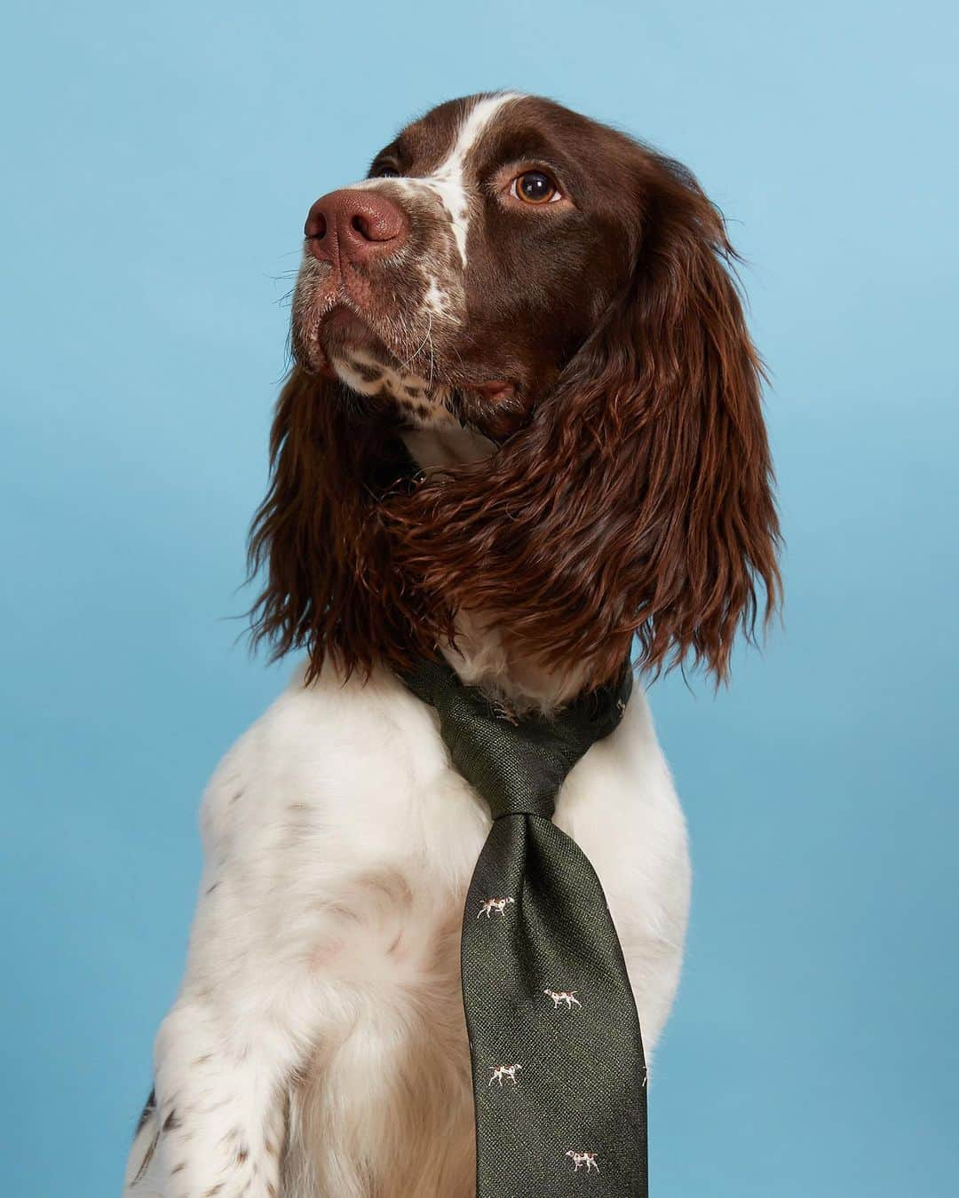 ブルックスブラザーズさんのインスタグラム写真 - (ブルックスブラザーズInstagram)「Remi demonstrates that what separates a good headshot from a great headshot is all in the tie. Happy #InternationalDogDay to all our #BarkBrothers out there. #BeingBrooksy #NationalDogDay #EnglishSpringer 🐕: @SpringyRemi」8月27日 3時18分 - brooksbrothers