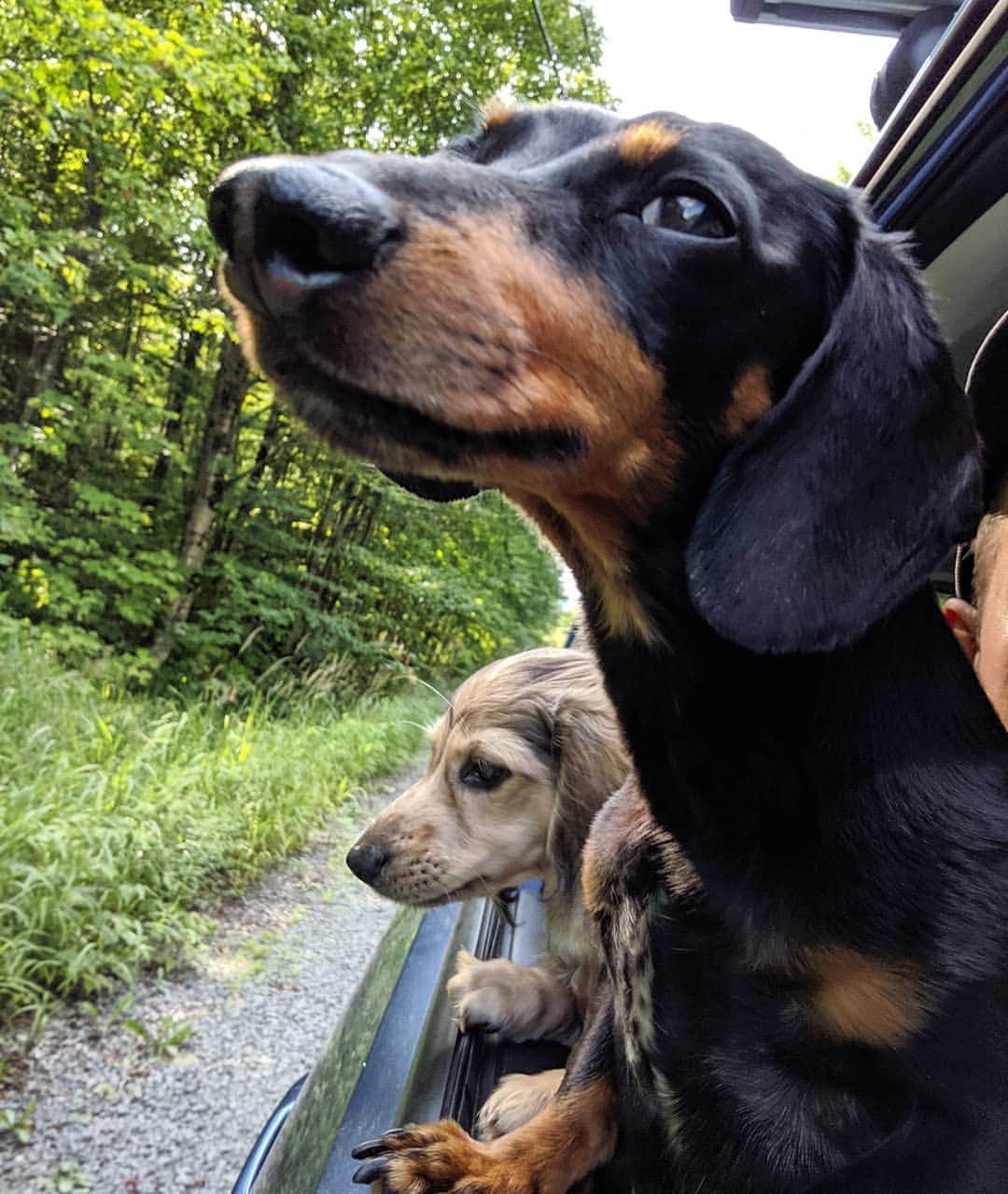 Crusoe the Celebrity Dachshundさんのインスタグラム写真 - (Crusoe the Celebrity DachshundInstagram)「"it's #internationaldogday!! Share your pups' name(s) in the comments!" ~ Crusoe」8月27日 3時43分 - crusoe_dachshund