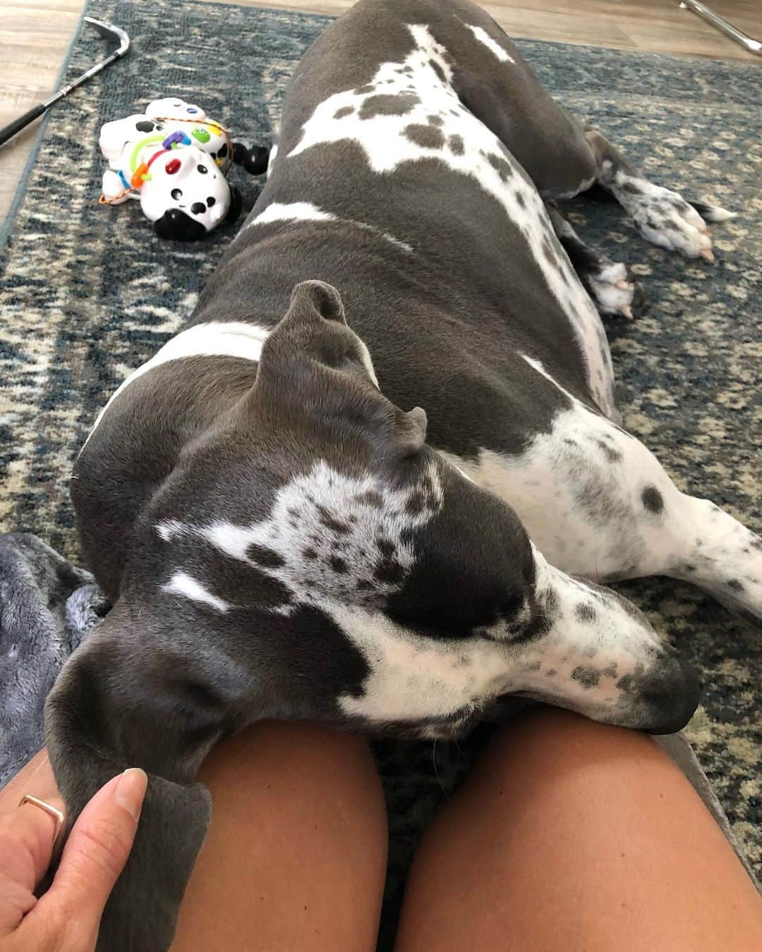 クリスティン・ヒルデブランドのインスタグラム：「Happy national dog day!!? @atlastheblueeyeddane .... the sweetest and gentlest giant in all the land. We couldn’t love him more. He is our teacher to love (& snuggle) unconditionally every single day. Love you so much, our big blue eyed boy. ❤️🐾🦖」