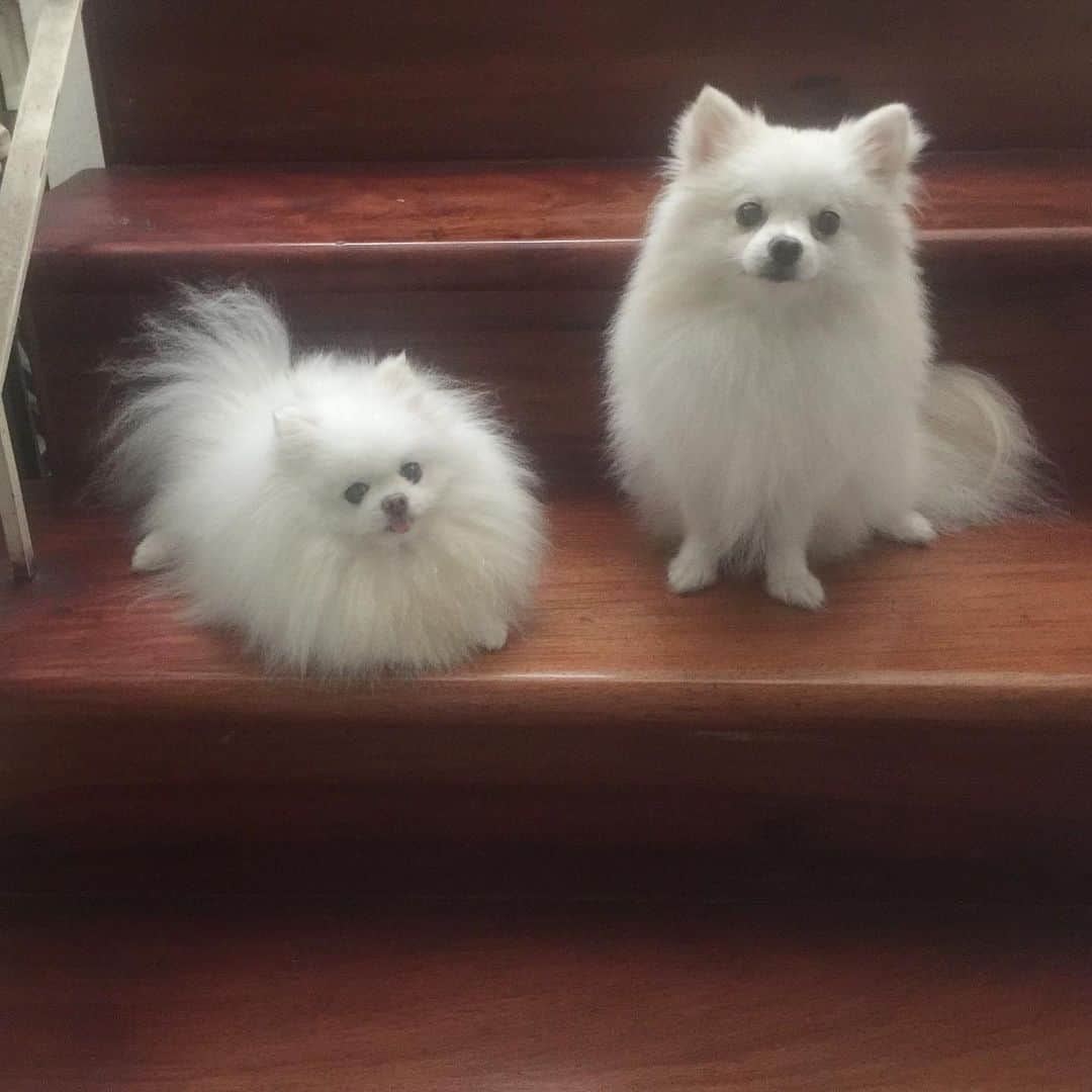 JEWELのインスタグラム：「HAPPY INTERNATIONAL DOG DAY!🐶❤️🐶 #internationaldogday #weeklyfluff #fluffy #dogsofinstagram #dogoftheday #puppiesofinstgram #petstagram #petsofinstagram #barkpost #barkbox #buzzfeedanimals #instagood #instamood #dogstagram」