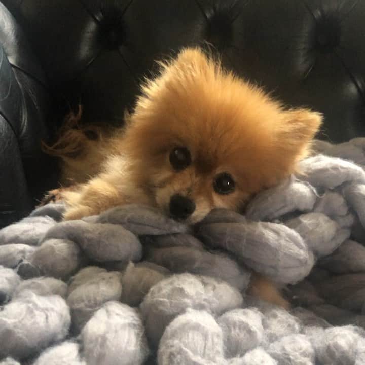 エレナ・サチンのインスタグラム：「It’s #nationaldogday, and I’m across the world from this angel, missing him much 😢」