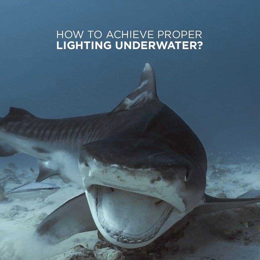 Canon Asiaのインスタグラム：「Where light is limited underwater 🌊, knowing how to work with existing light conditions is essential to make your images stand out. Swipe to learn different ways to light up your shots to capture the fascinating sea creatures underwater. What are some other ways you achieve lighting underwater? Share with us in the comments below! 😊 . Learn more tips and tricks to ensure great lighting for your underwater shots, link in bio! . #canonasia #photography #underwater #underwaterphotography #photographytips #seacreatures」