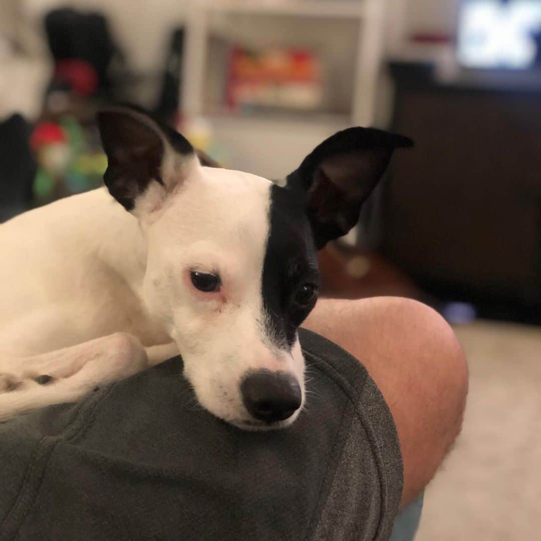 コリン・ドネルさんのインスタグラム写真 - (コリン・ドネルInstagram)「Happy #NationalDogDay...cc: @pattimurin」8月27日 5時36分 - colindonnell