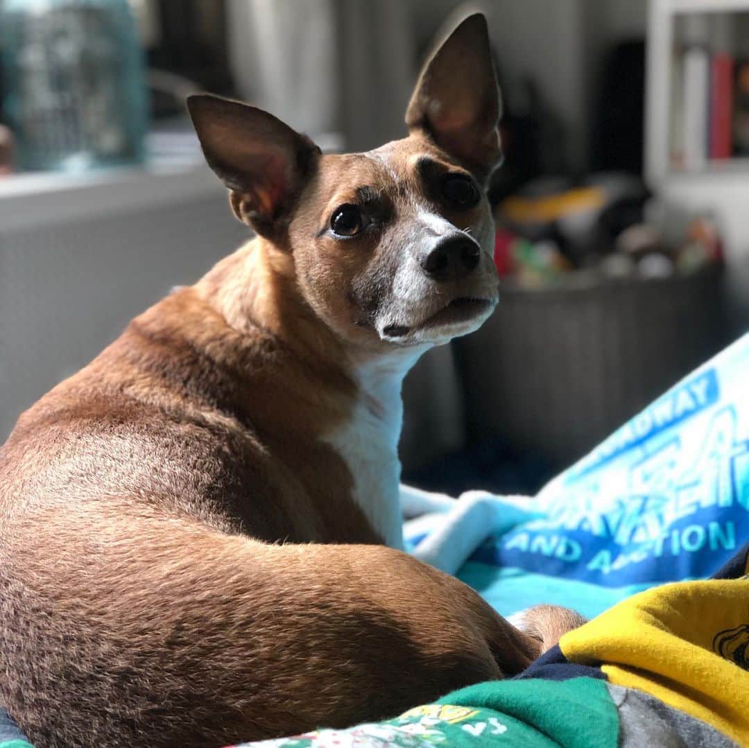 コリン・ドネルのインスタグラム：「Happy #NationalDogDay...cc: @pattimurin」
