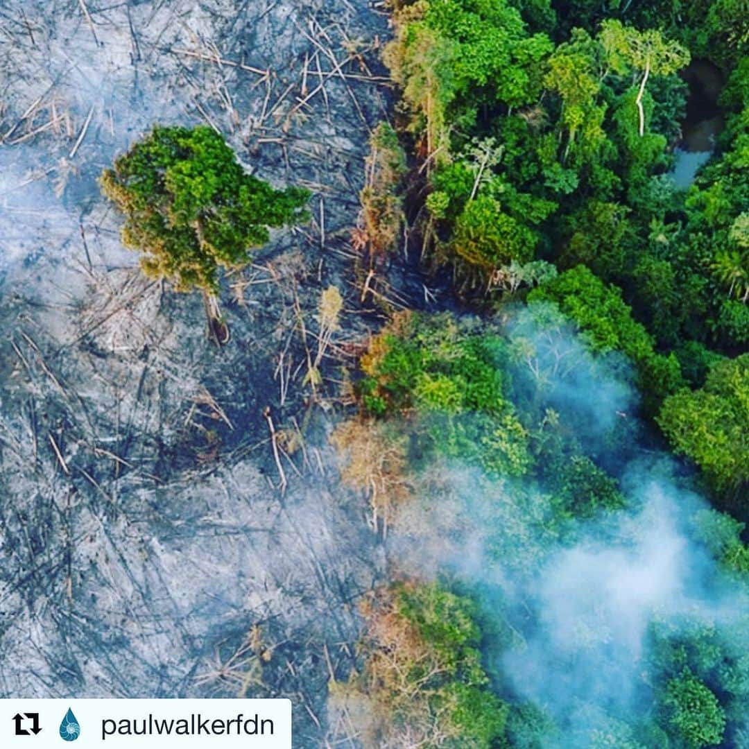 ジョーダナ・ブリュースターさんのインスタグラム写真 - (ジョーダナ・ブリュースターInstagram)「#Repost @paulwalkerfdn with @get_repost ・・・ #EarthAlliance, launched in July by @LeonardoDicaprio, Laurene Powell Jobs, and Brian Sheth, has formed an emergency Amazon Forest Fund with a commitment of $5 million dollars to focus critical resources for indigenous communities and other local partners working to protect the life-sustaining biodiversity of the Amazon against the surge of fires currently burning across the region.  Join Us. 100% of your donation will go to partners who are working on the ground to protect the Amazon. Earth Alliance is committed to helping protect the natural world. We are deeply concerned about the ongoing crisis in the Amazon, which highlights the delicate balance of climate, biodiversity, and the wellbeing of indigenous peoples.  To learn more or donate visit @earthalliance  #Repost」8月27日 5時45分 - jordanabrewster