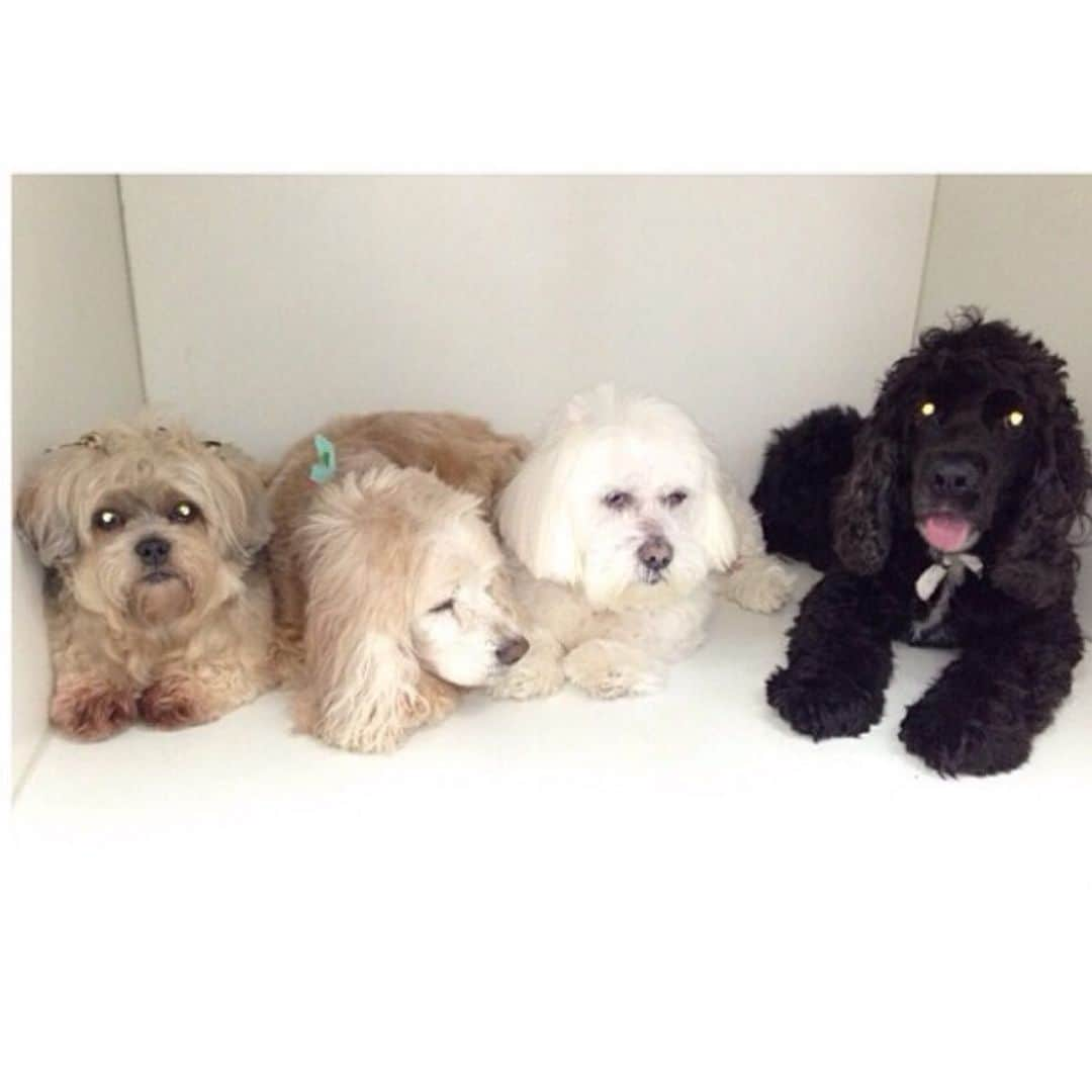 ロゼリン・サンチェスさんのインスタグラム写真 - (ロゼリン・サンチェスInstagram)「And of course... my angels in heaven... Mota, Uzo & Jack... Cuanto los extraño... los amo... #nationaldogday」8月27日 5時39分 - roselyn_sanchez