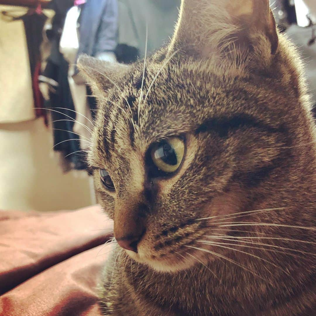 レモンライムさんのインスタグラム写真 - (レモンライムInstagram)「今日も一日頑張ってにゃ〜👋﻿ ﻿ ﻿ #lemon_lime🍋🥒﻿ #猫 #cat #ねこのおうち #ねこぶ #ねこのきもち ﻿ #animal #cutepetclub #beautiful #cats_of_world #ねこと暮らす #ねこ部 #ねこ好き #みんねこ #ねこのいる暮らし  #ねこちゃん #ねこlove #ねこ様 #ねこずき ﻿ #にゃんすたぐらむ﻿ #고양이산책 ﻿ #ねこ﻿ #ねこいる ﻿ #catlovers #catstagram #catlife ﻿ #ねこラブ」8月27日 5時39分 - lemon.lime0327