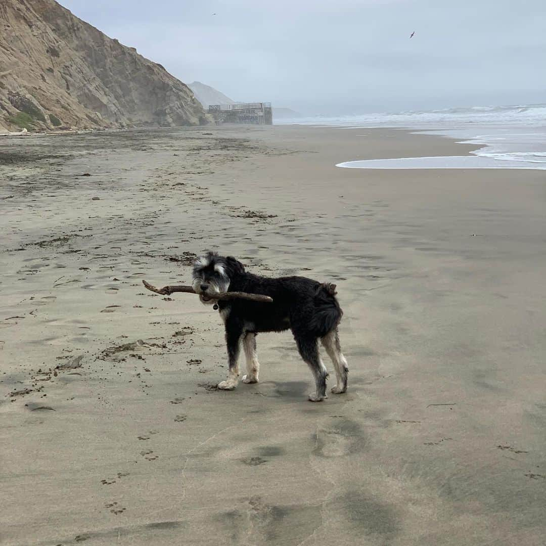 ジェイミー・チャンさんのインスタグラム写真 - (ジェイミー・チャンInstagram)「I was obsessed with him then, more in love with him now. 🖤 Please mute the video 😵  @ewokgreenberg #internationaldogday #dogdayeveryday #adoptdontshop #happynationaldogday」8月27日 5時50分 - jamiejchung