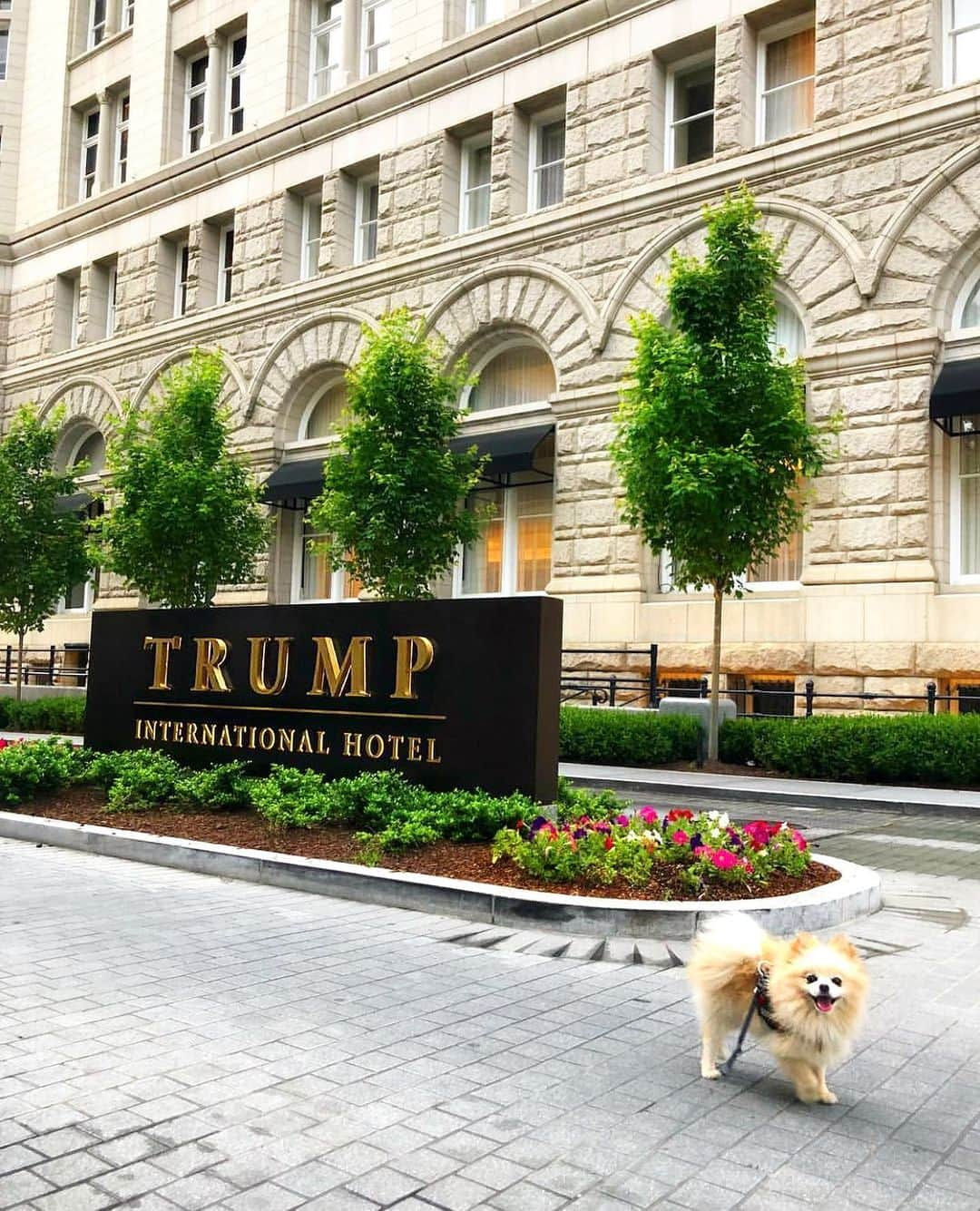 トランプ・ホテルさんのインスタグラム写真 - (トランプ・ホテルInstagram)「Checking In 🛎 #InternationalDogDay @TrumpWashingtonDc #TrumpPets」8月27日 6時08分 - trumphotels