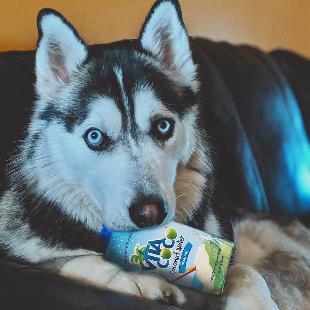 Vita Coco Coconut Waterのインスタグラム：「We’ve spent weeks trying to think of an excuse to post all these pups drinking coconut water. National Dog Day seems to be a good fit.  Shoutout to these guys for making us look so good!」