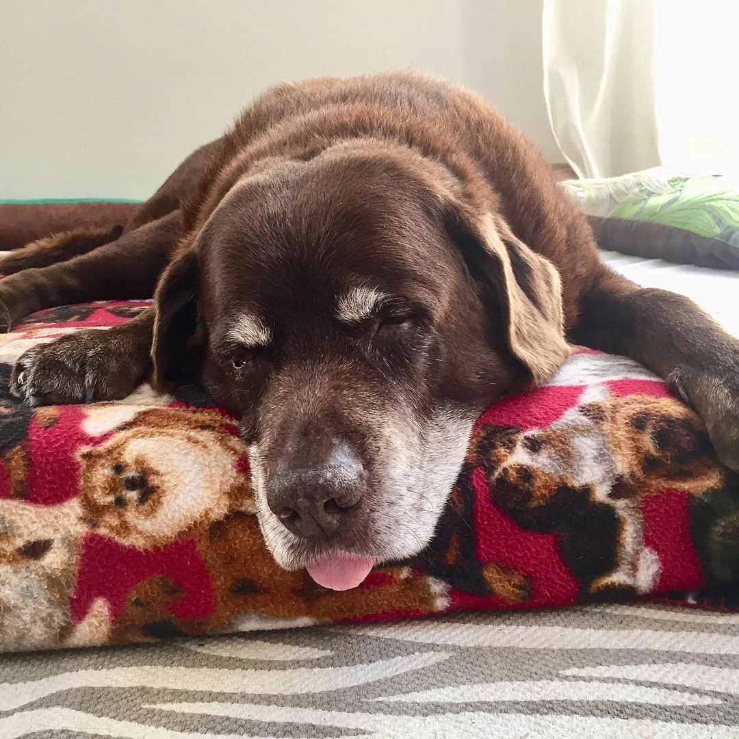 シャーニ・ヴィンソンのインスタグラム：「This is my brother Mocha. He’s almost 16 and an absolute LEGEND! #Mochahead #Bigs #labrador #dogsrule #brotherlylove #NationalDogDay #tonguesouttuesday 🐶」