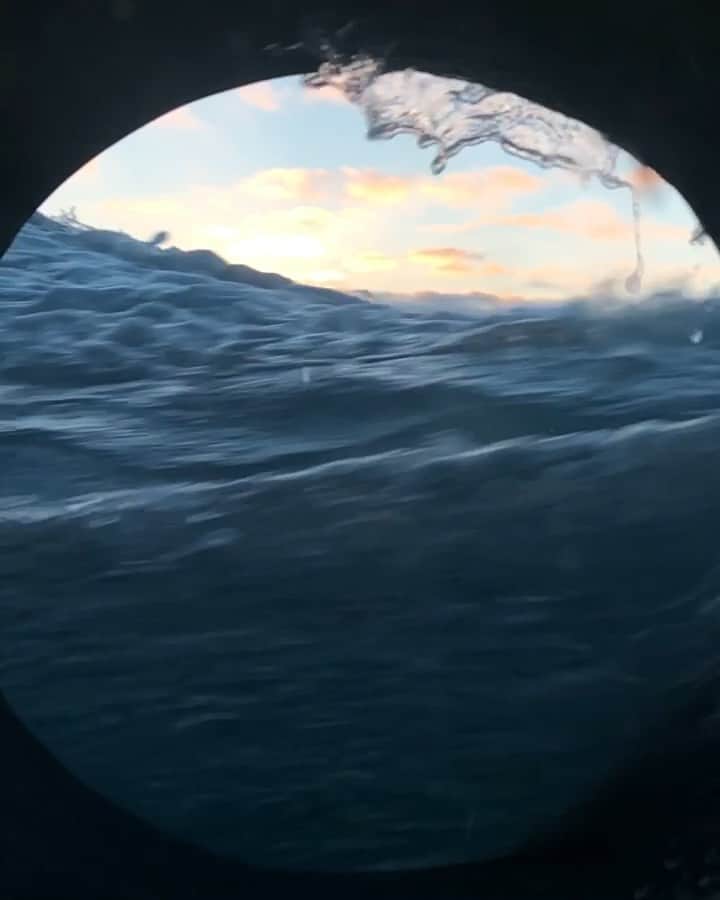WildLifeのインスタグラム：「Video by @jalilnajafov 😍 view from the @vortexliveaboard cabin 🦈」
