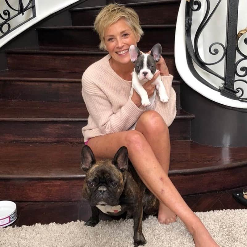 シャロン・ストーンさんのインスタグラム写真 - (シャロン・ストーンInstagram)「Happy #NationalDogDay. 🐾 #family #JoeStone #BanditStone」8月27日 6時39分 - sharonstone