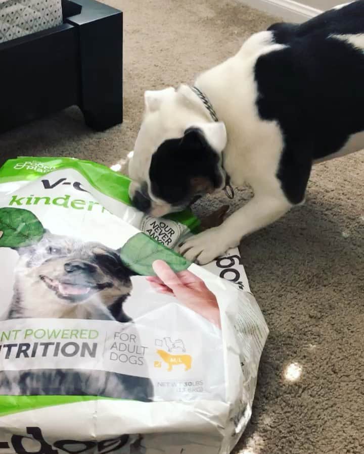 Bodhi & Butters & Bubbahのインスタグラム：「Gotta get every last bite 😋 . . . . . #bulldog #hungry #baby #dogsofinstagram #bestoftheday #food #vegan #puppy @vdogfood」