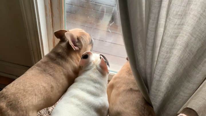Manny The Frenchieのインスタグラム：「Pawty day!! More than just a place to park a car!! 😃🥳🐾🐾 . The garage is the perfect place for keeping Amazon packages #ingaragedelivery and pawtying dogs out of the rain!! Happy #NationalDogDay! @myqconnect #ad」