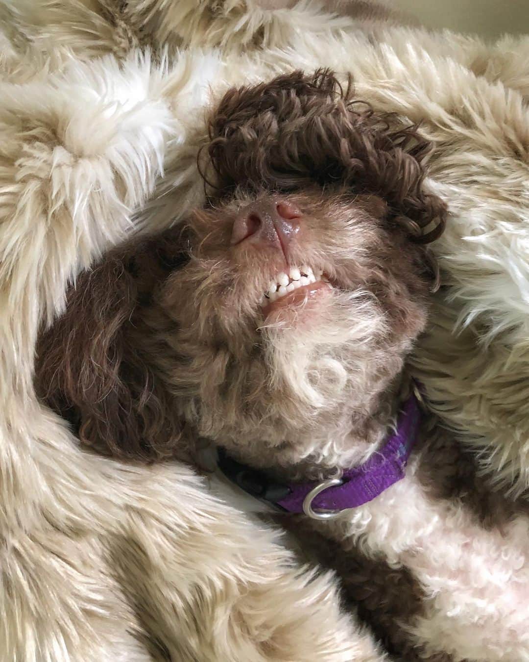 Angie Keiserのインスタグラム：「She’s as laid back as she is high maintenance 🐶❤️ #NationalDogDay」