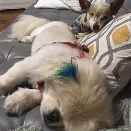 ハーマン・リさんのインスタグラム写真 - (ハーマン・リInstagram)「#internationaldogday #nationaldogday Meet my helpful assistants Sinbad and Pickles. Sinbad is blind and Pickles only has 1 eye and a big hair problem, but they are both very sweet and now live a great life. #rescuedog #rescuedogs #pekingese #chihuahua #pomchi #dogsofinstagram #dogs」8月27日 6時44分 - hermanli