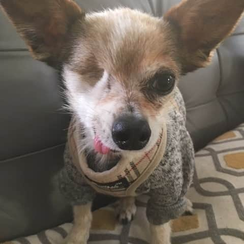 ハーマン・リさんのインスタグラム写真 - (ハーマン・リInstagram)「#internationaldogday #nationaldogday Meet my helpful assistants Sinbad and Pickles. Sinbad is blind and Pickles only has 1 eye and a big hair problem, but they are both very sweet and now live a great life. #rescuedog #rescuedogs #pekingese #chihuahua #pomchi #dogsofinstagram #dogs」8月27日 6時44分 - hermanli