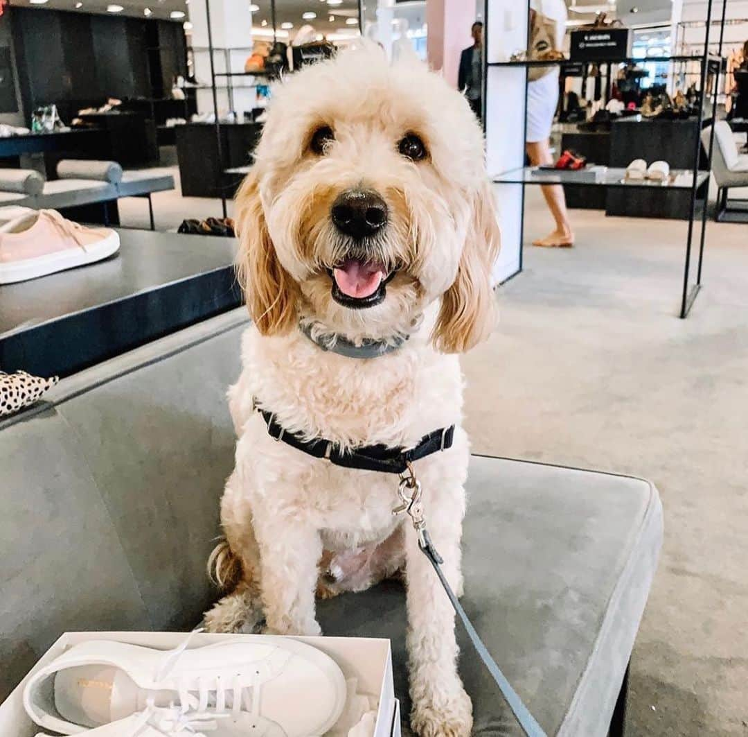 barneysnyofficialさんのインスタグラム写真 - (barneysnyofficialInstagram)「Monday’s are ruff, but not on #InternationalDogDay. Swipe through to see some of our favorite canine customers at #Barkneys.」8月27日 6時59分 - barneysny