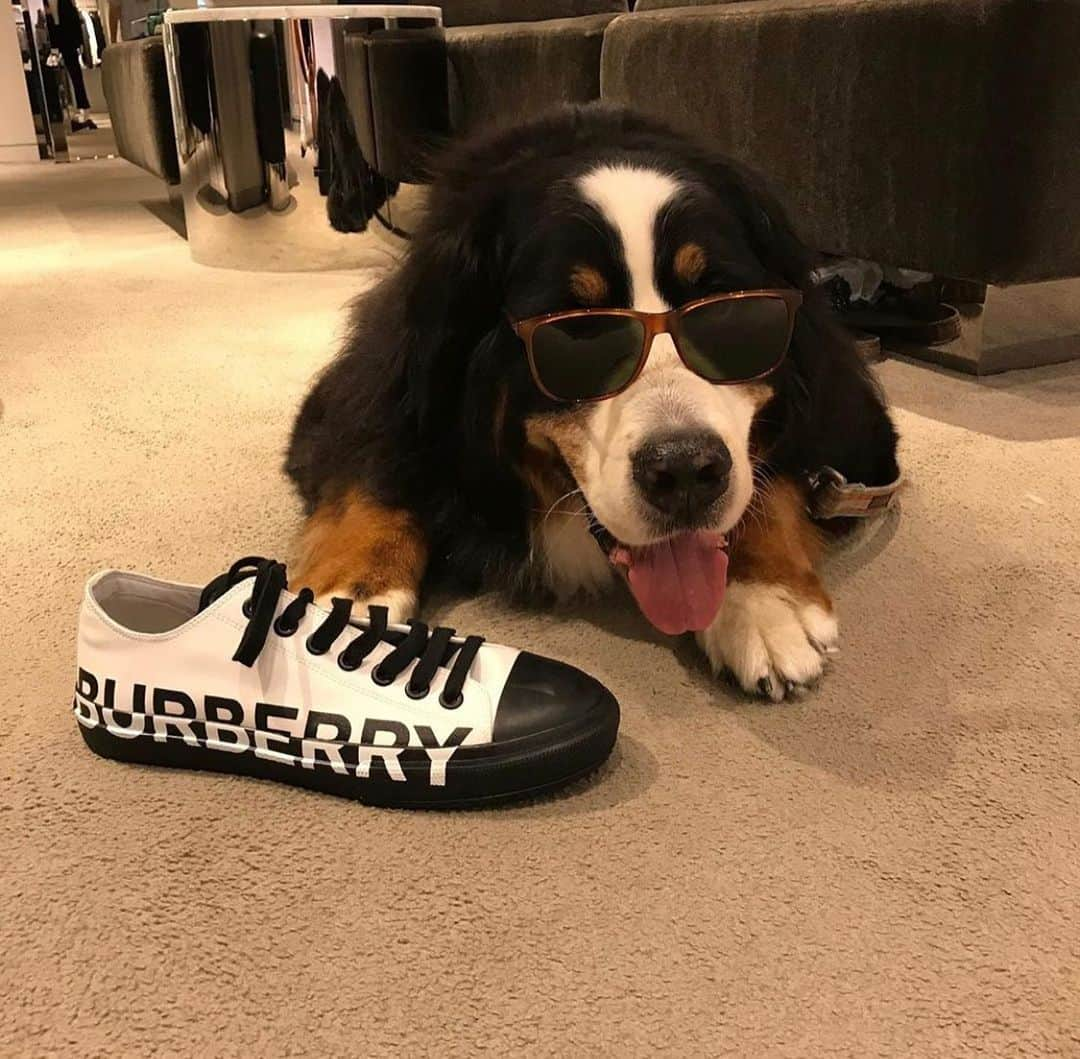 barneysnyofficialさんのインスタグラム写真 - (barneysnyofficialInstagram)「Monday’s are ruff, but not on #InternationalDogDay. Swipe through to see some of our favorite canine customers at #Barkneys.」8月27日 6時59分 - barneysny