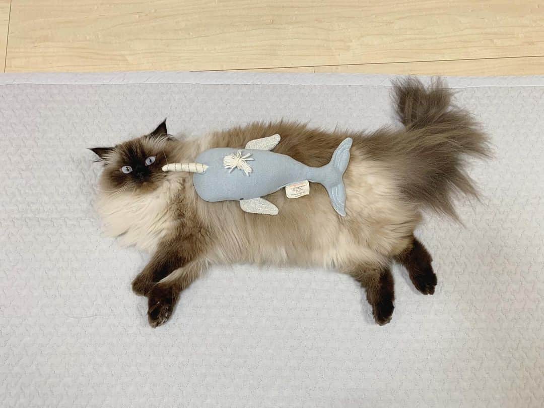 plumeのインスタグラム