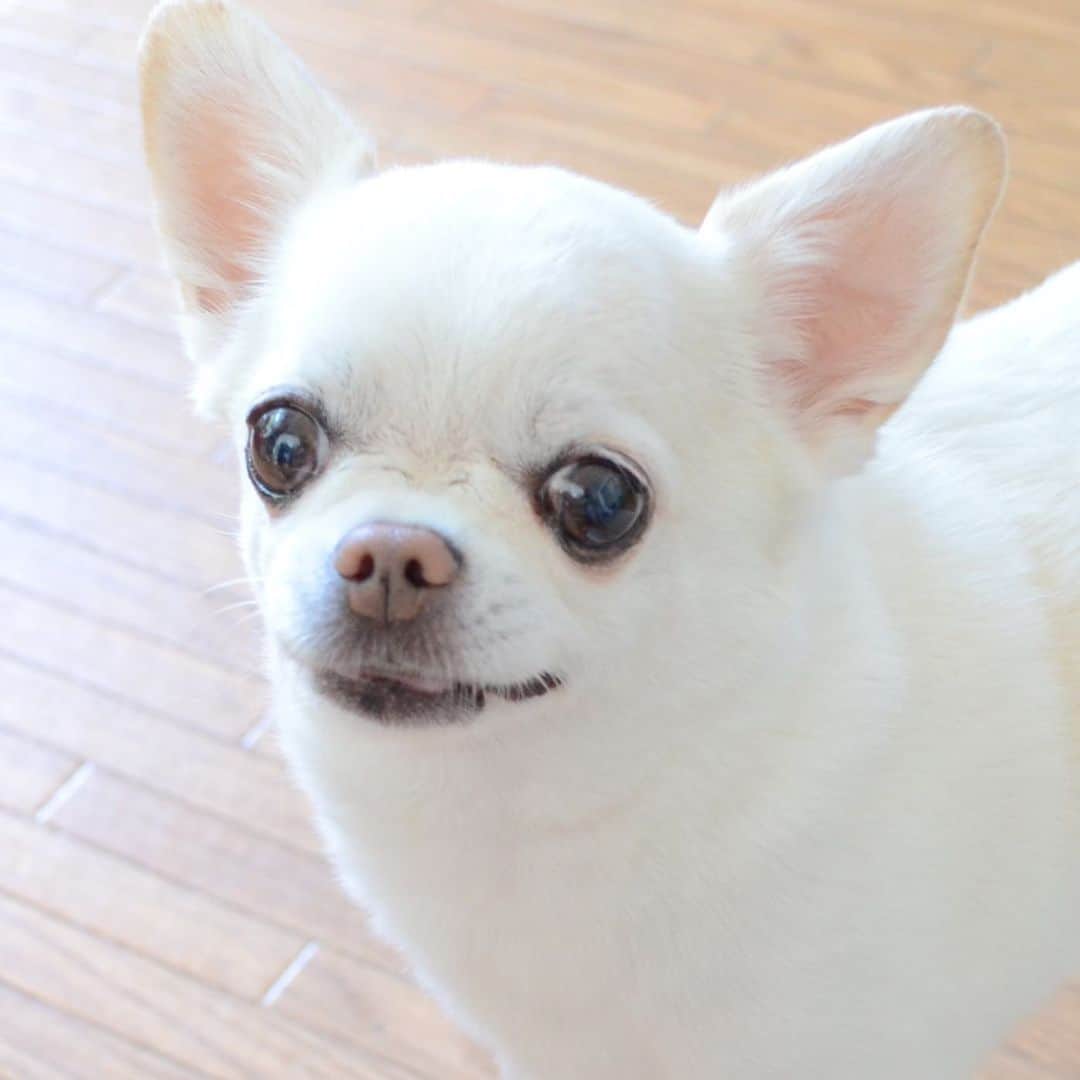 KORIKIのインスタグラム：「おはようございます♪ * #dogofsapporo #dog, #dogs, #dogstagram,#chihuahua,#犬バカ部,#チワワ,#koriki, #hanadog #白スムチ連合会, #スムチー,  #dogofthedayjp, #dogoftheday  #ilovemydog #instadog #instapet #WhiteChihuahua  #吉娃娃 #치와와  #dogsofinstagram #Chihuahualover  #ชิวาวา #チワワの輪 #barkbox #WhiteChihuahuaParty #もふもふモフモフ」