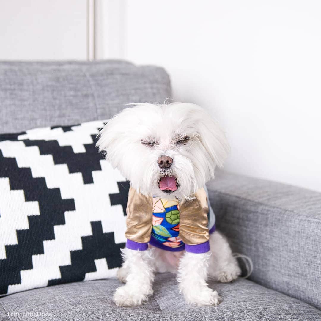 Toby LittleDudeのインスタグラム：「Celebrating me! ❤️ It's #nationaldogday!  Outfit @hummus.and.soysauce」