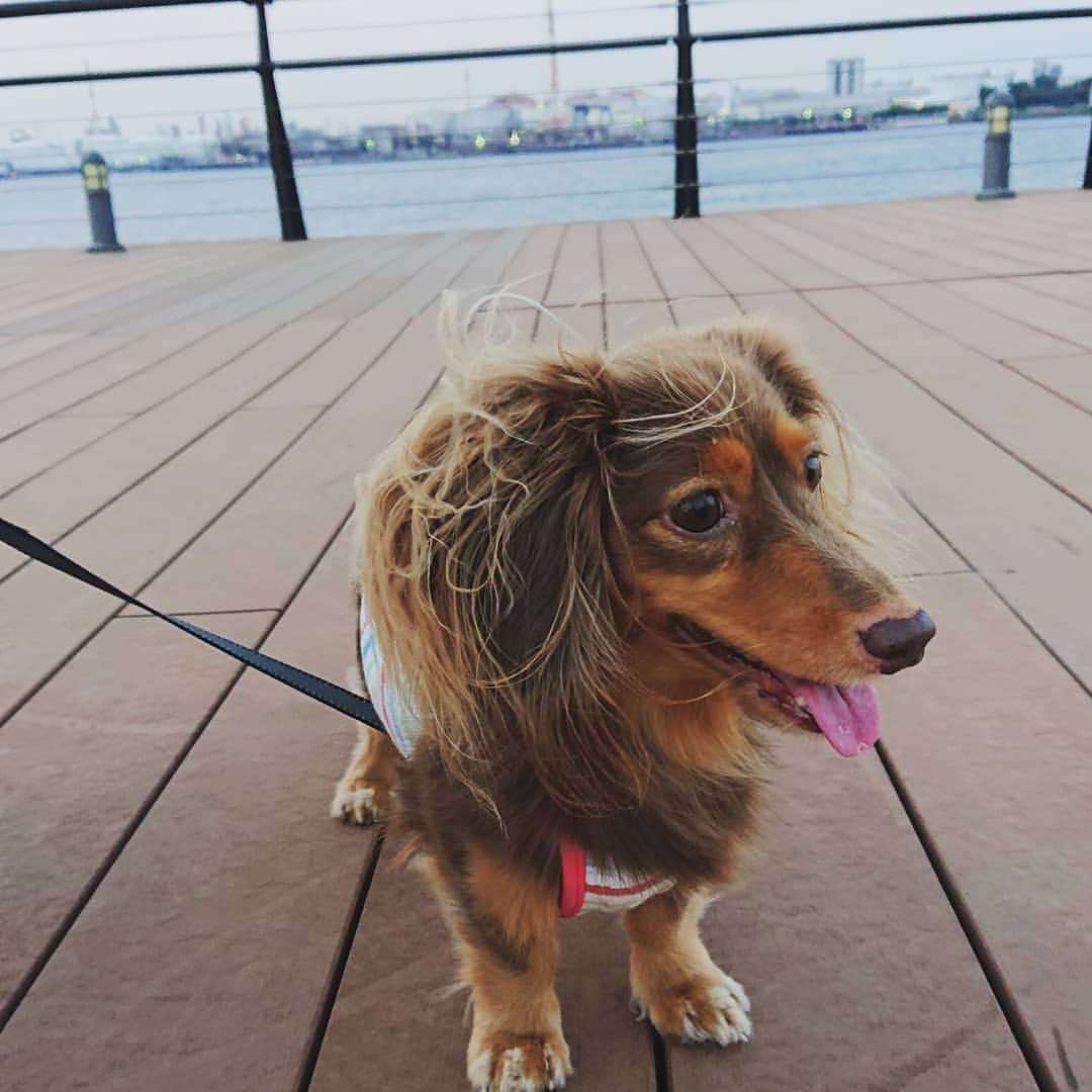 くるみんのインスタグラム：「* 海風で耳毛がぁ 本当に気持ちよくお散歩できた 少しずつ秋めいてるね  #カニンヘンダックスフント #カニンヘン #カニンヘンダックス #カニンヘンダックスフンド #チョコタンダックス #チョコタン #ダックス多頭飼い #ダックスフント #ダックスフンドカニンヘン #ダックスフンド #ダックス #だっくす #だっくすふんど #いぬばか部 #いぬすたぐらむ #短足部 #all_dog_japan #east_dog_japan #dachshundgram #dachshund #dachs #dogstagram #inutokyo #inustagram #instagramdog #instadachs #kyounodachs #kyounowanko #todayswanko #7pets_1day」