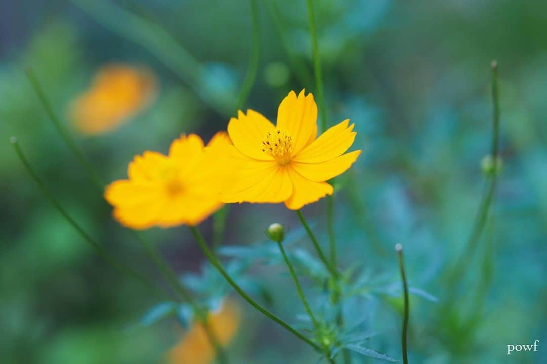 anemone_69のインスタグラム：「. #キバナコスモス ❀」