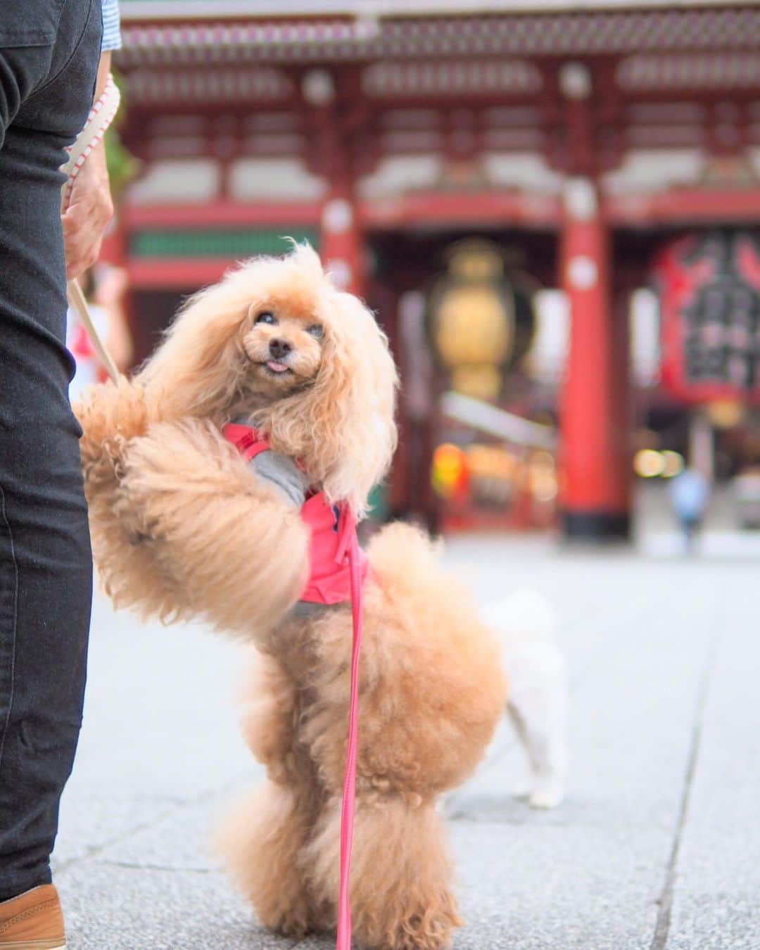 Toypoodle Mikuru?Asakusa Tokyoのインスタグラム：「20190827 Tuesday. Good morning! Friends 🥰 . 眠くて眠くてタマラン😂 涼しくなってきたからでしょうか？ 睡魔が私を支配します😴 . ❶ 肉活の邪魔は許さない😛 ❷ オチリ友 ❸ 酷すぎるみくるの貪り動画😰 ❹❺ ひゃははははー😆 ❻ 最近オチリ姿しか撮れないのですが😅 . 全体的にピント甘いなぁと 転送してからしみじみ思う。 はぁー みくるが可愛く写るカメラがあれば即買いです😂😂😂 . #toypoodle#poodle#トイプードル#プードル#ふわもこ部#ワンコなしでは生きて行けません会#貴婦狗 #東京トイプードル #いぬすたぐらむ #asknowasdewan @i.am.mikuru #토이푸들」