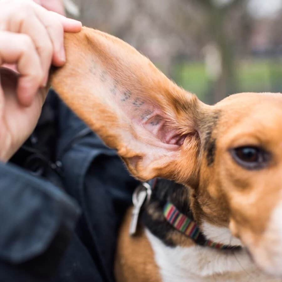 The Dogistさんのインスタグラム写真 - (The DogistInstagram)「This pup was used as a test subject in a laboratory. He knows what it means to be an experiment. So I’m partnering with @truthorange to tell JUUL #DontTestOnHumans! Join the protest at the link in bio. #partner」8月27日 8時20分 - thedogist