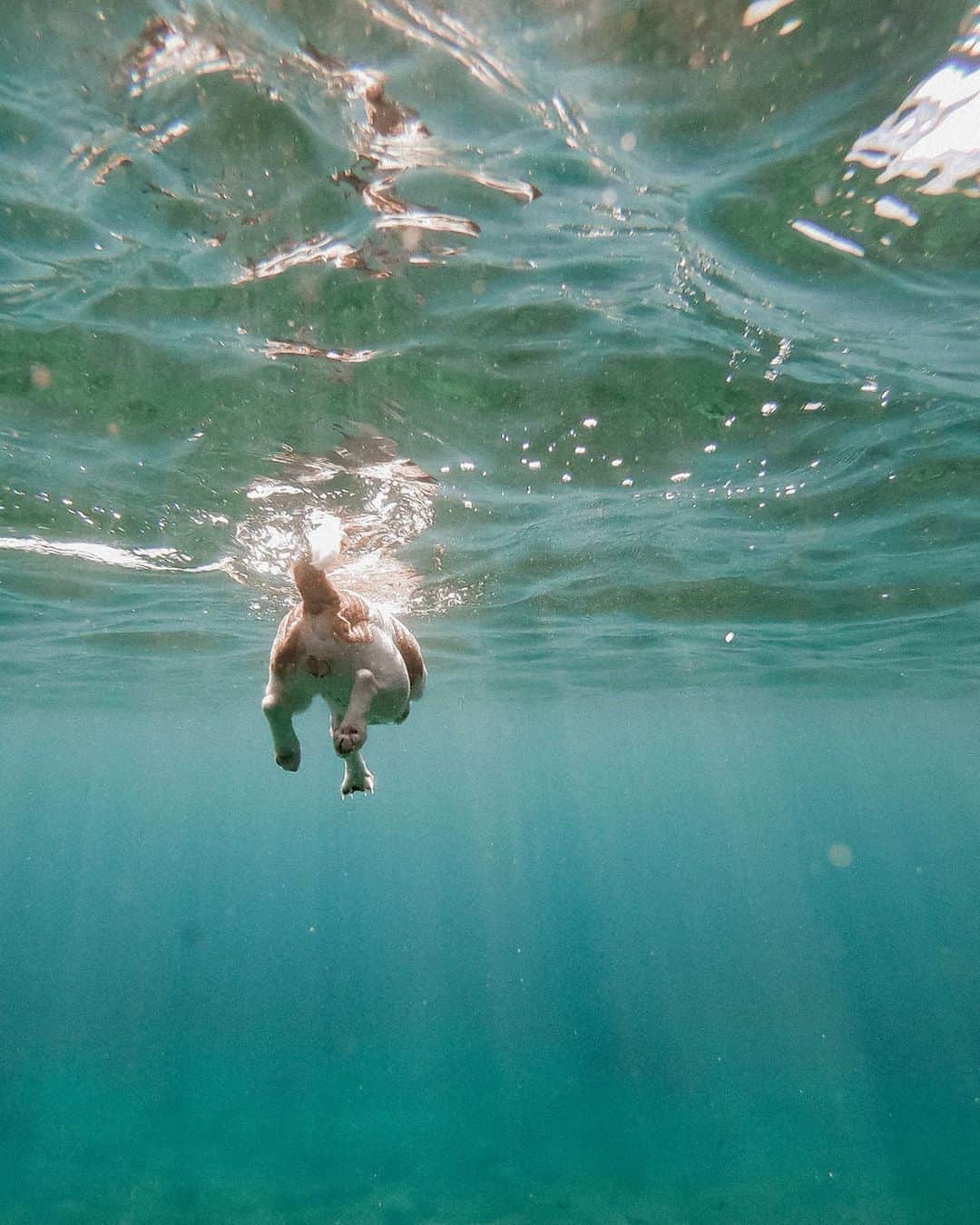 のインスタグラム：「jumping swimming TINA🐶 @tina_doggy_malta TINAの飼い主さんは、TVに出て有名な飛び込み犬"TITI"の飼い主さん👴🏼 TITIは1月に亡くなってしまったらしく、TINAに飛び込みを教えているそう🐶 まだ高いところからは怖くて飛び込めないけど、たくさん練習して少しずつ飛び込めるようになってきたんだって✨ 可愛くて可愛くて癒された〜🥺💓」