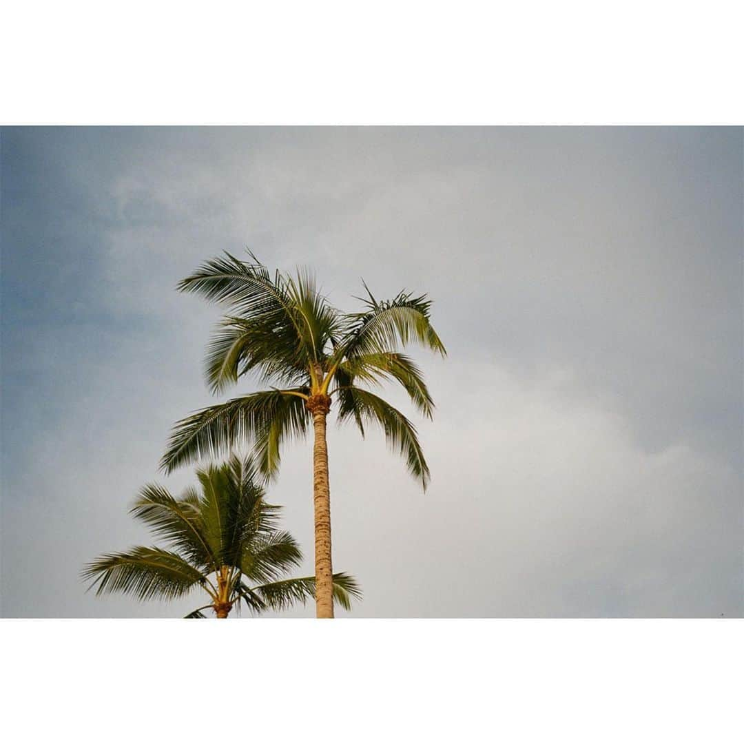 マーク・ホッパスさんのインスタグラム写真 - (マーク・ホッパスInstagram)「Brought the #contaxt2 to Hawai’i and took some photos of palm trees.」8月27日 9時27分 - markhoppus