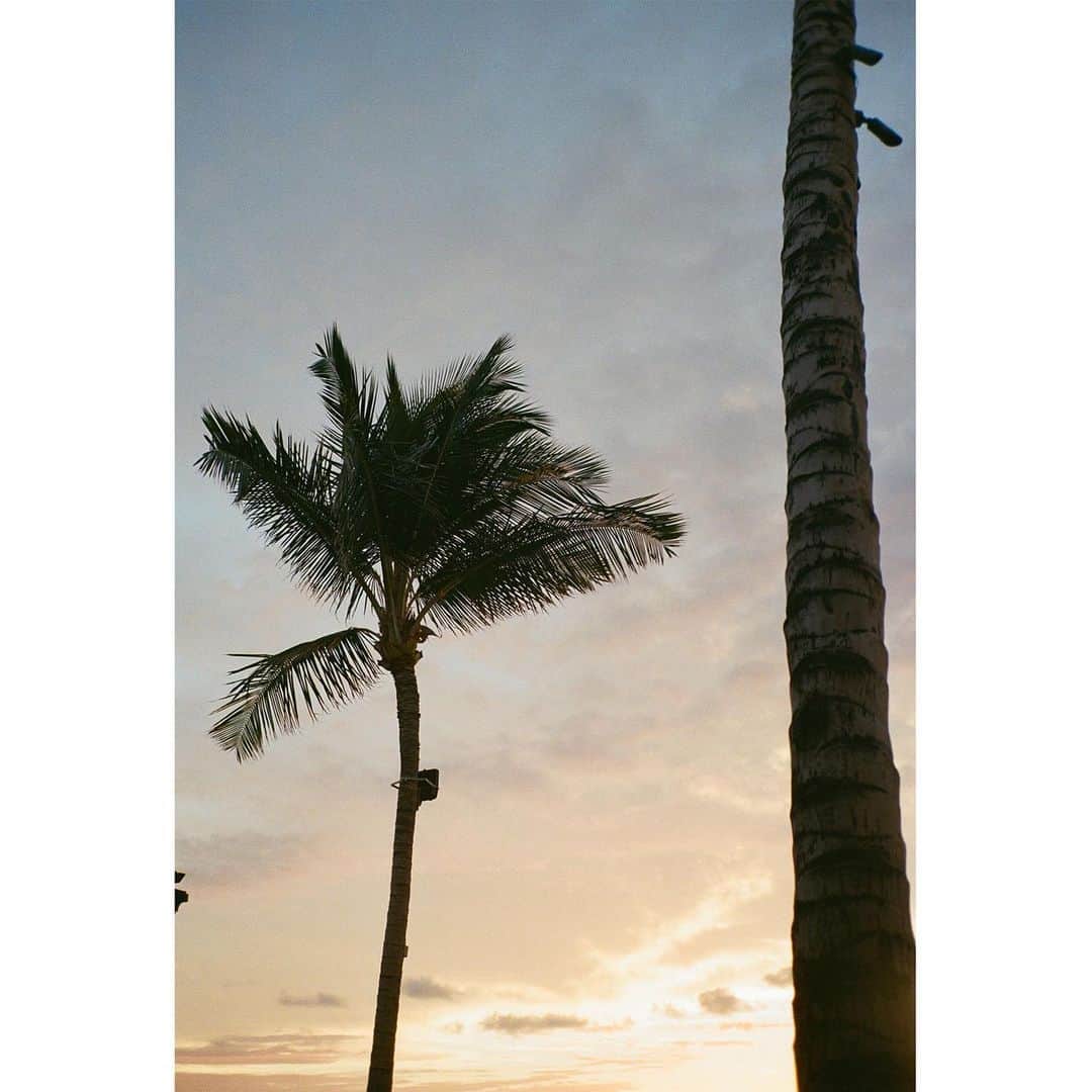 マーク・ホッパスさんのインスタグラム写真 - (マーク・ホッパスInstagram)「Brought the #contaxt2 to Hawai’i and took some photos of palm trees.」8月27日 9時27分 - markhoppus