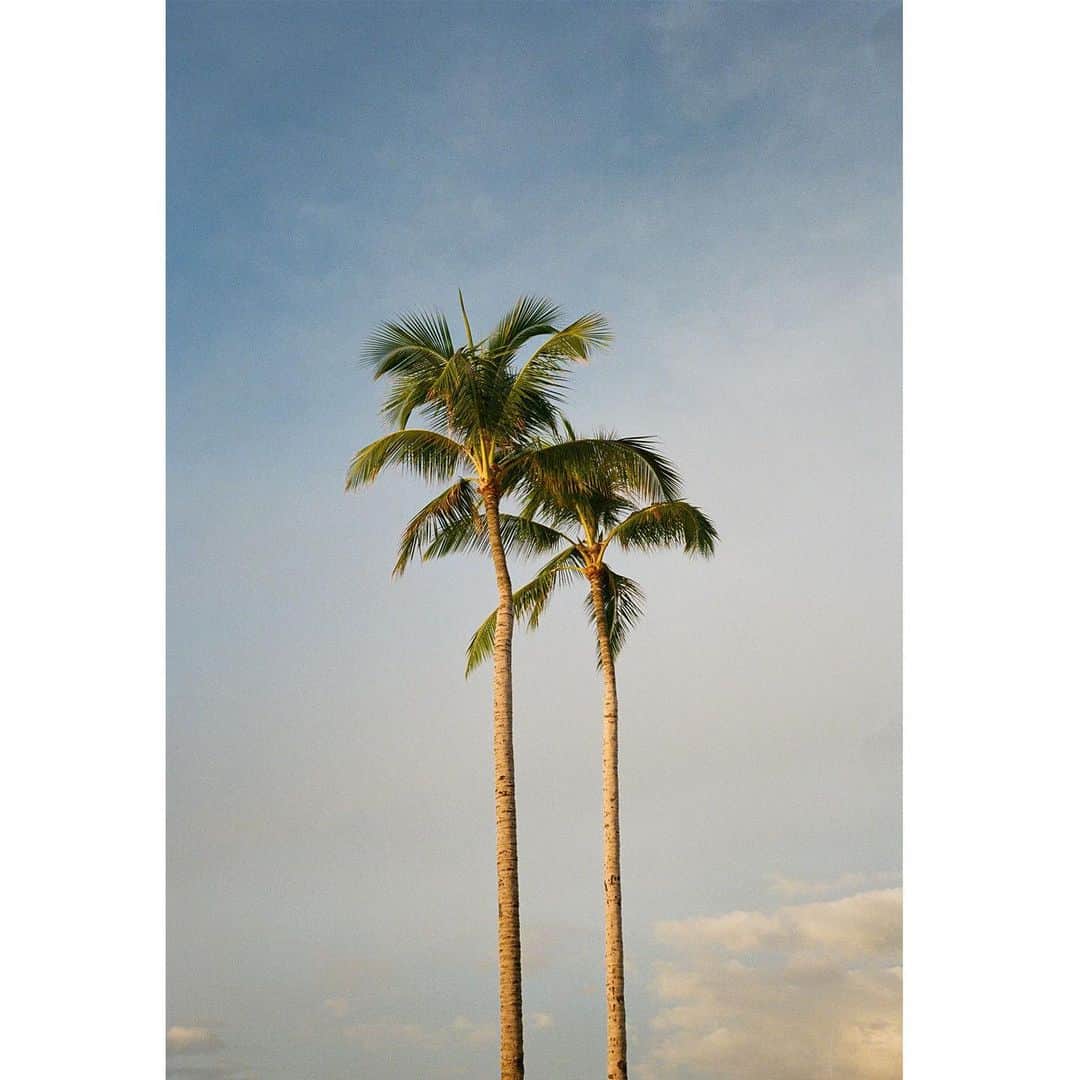 マーク・ホッパスさんのインスタグラム写真 - (マーク・ホッパスInstagram)「Brought the #contaxt2 to Hawai’i and took some photos of palm trees.」8月27日 9時27分 - markhoppus