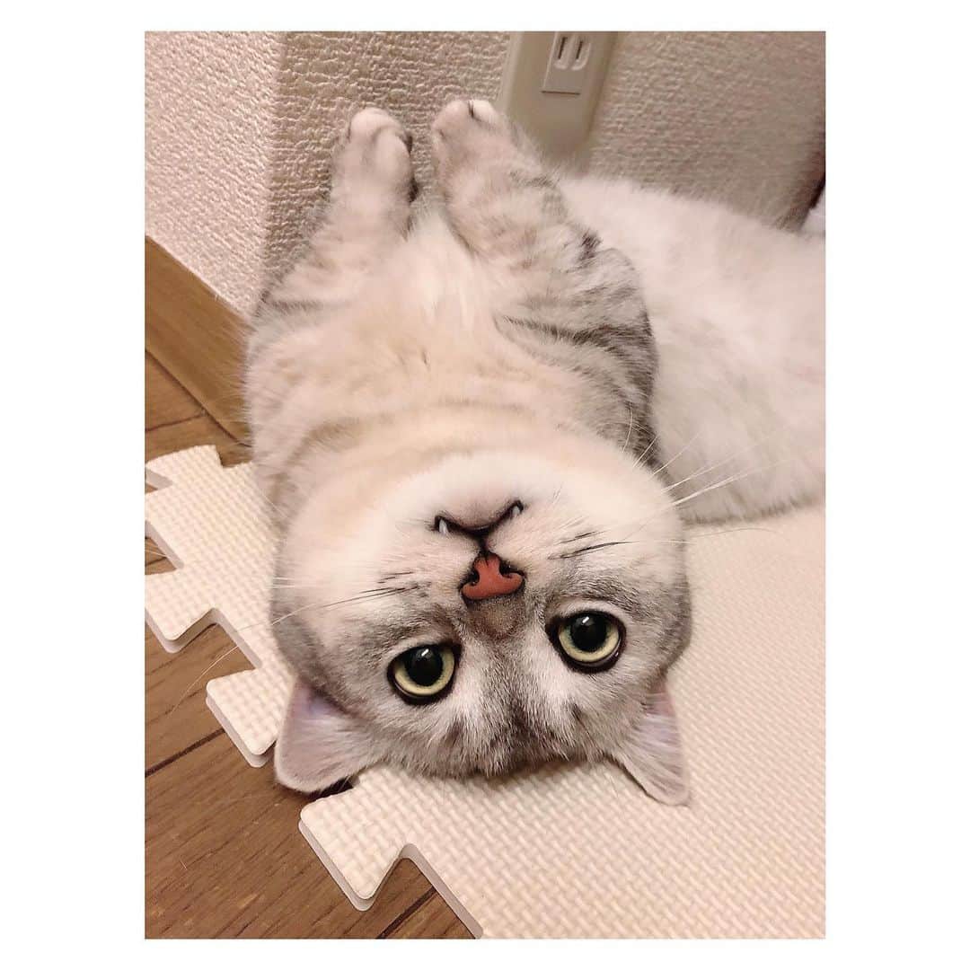山谷花純さんのインスタグラム写真 - (山谷花純Instagram)「多分まるさんは、世界で一番可愛い猫さんです。ママ、今日も頑張る。  #ミヌエット #猫がいる生活 #まるとの生活 #にゃんすたぐらむ」8月27日 9時39分 - kasuminwoooow