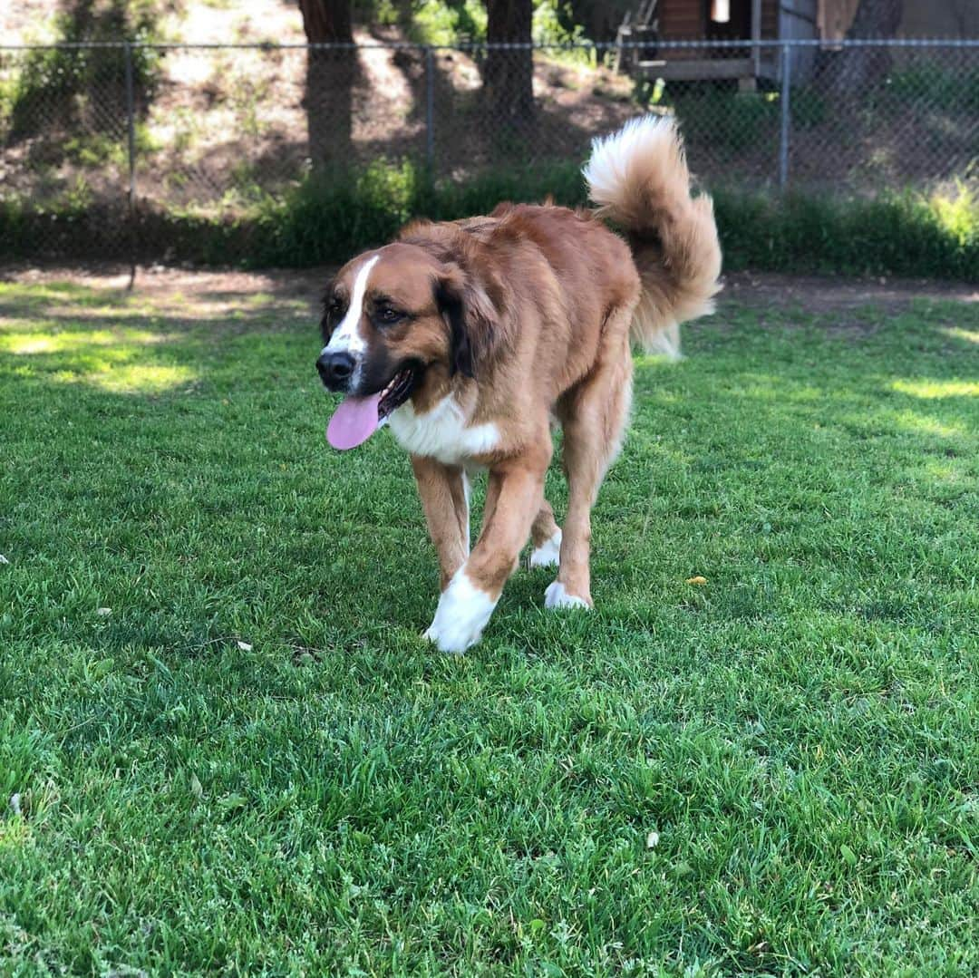 クリス・クニエリムさんのインスタグラム写真 - (クリス・クニエリムInstagram)「National dog day!! #stbernese #diesel #cami 🐕🐕」8月27日 9時56分 - chris_knierim