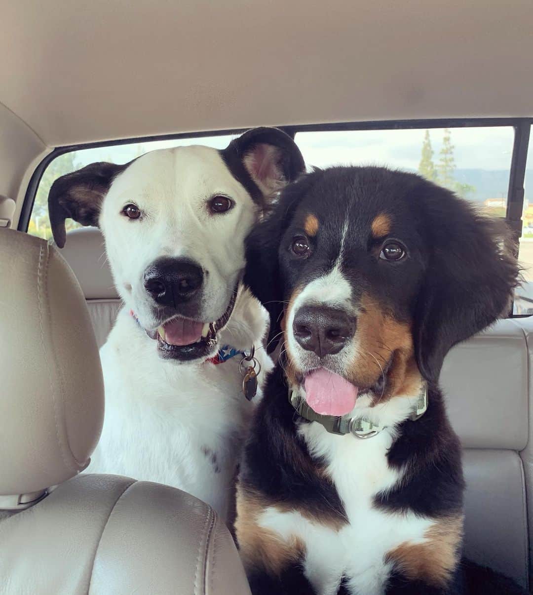 アシュレー・ジョンソンのインスタグラム：「Happy International Dog Day to my two doofies. I love these two more than I love most people.」