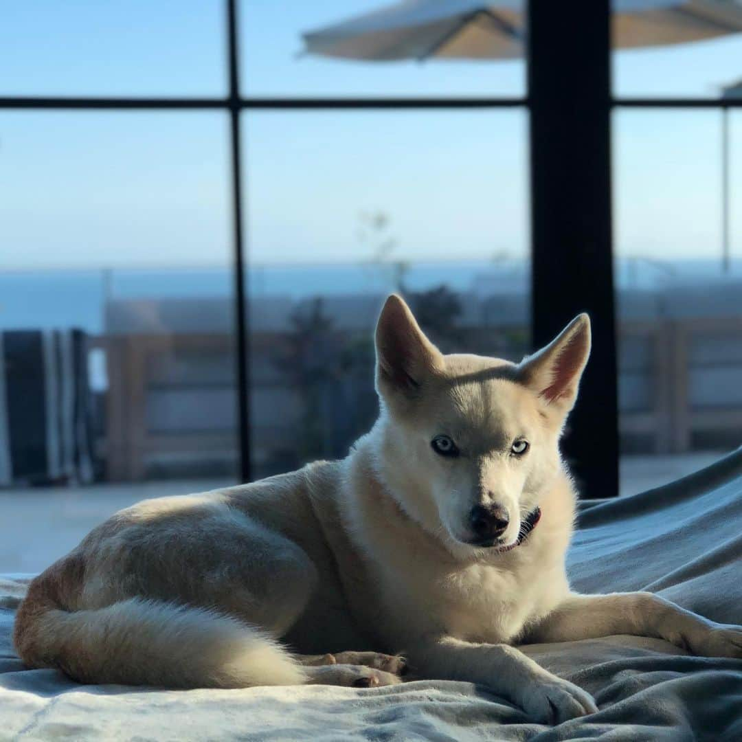 ダニカ・パトリックさんのインスタグラム写真 - (ダニカ・パトリックInstagram)「This is Dallas and Ella. Exactly as they are happiest. National dog day is erey day around here. My babies.」8月27日 10時38分 - danicapatrick