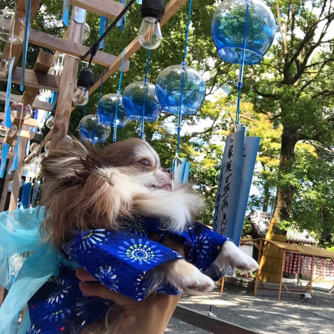kayoのインスタグラム：「* * 日本の夏って感じ😊🎐🎐🎐 * * Lychee💗🎐 * * #風鈴 #furin #日本の夏 #JapaneseSummer * #chihuahua#chihuahualove#dogstgram#dog#instadog#チワワ#チワワ大好き * *」