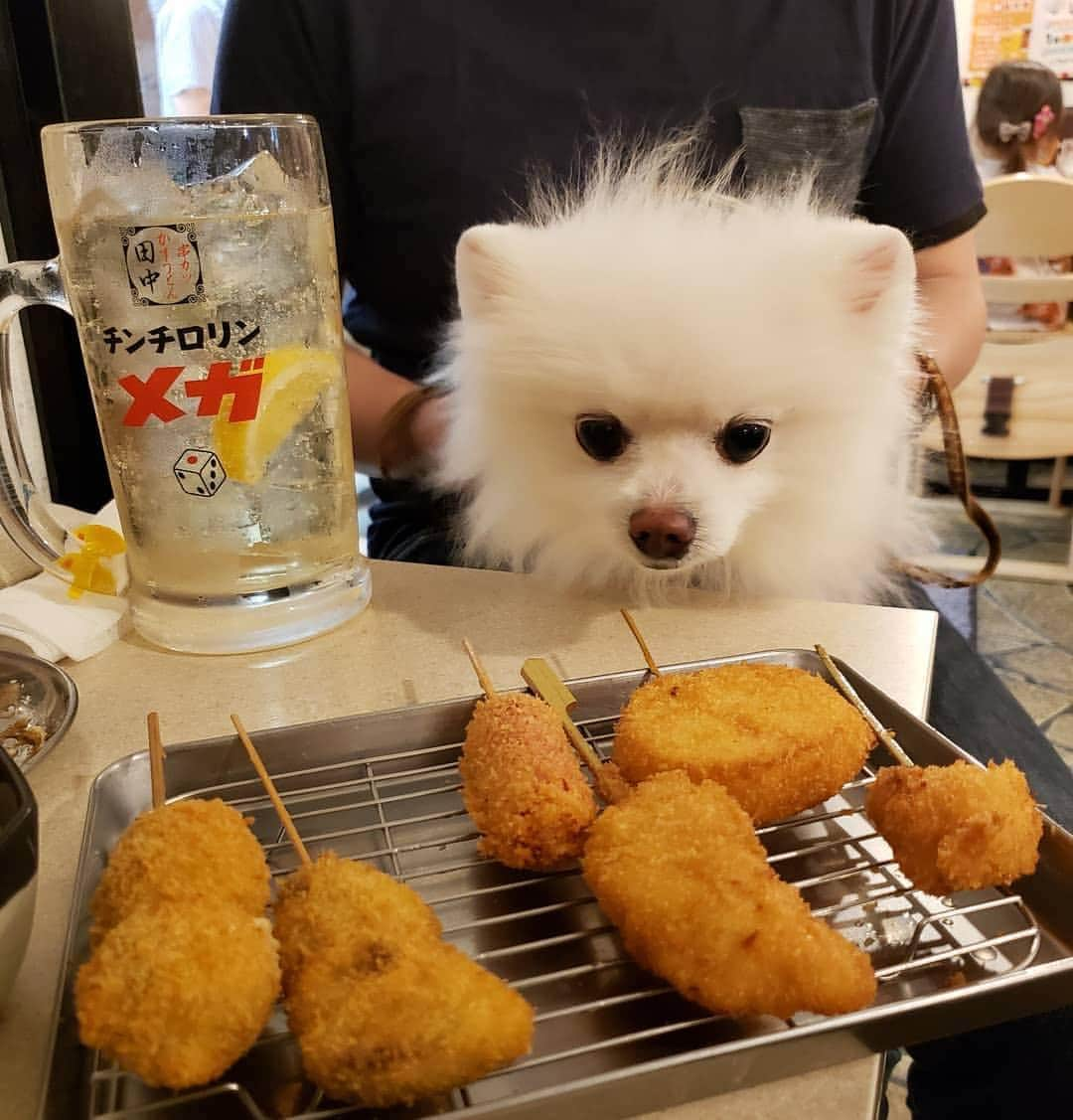 串カツ田中さんのインスタグラム写真 - (串カツ田中Instagram)「. @panna_pomeranian さんより 串カツ田中へのご来店ありがとうございます！ 初めての串カツはどうでしたか？ . またお休みの日のおでかけ帰りにお立ち寄りください♪お待ちしております！ . ※ペット同伴可能店舗についてはHPよりご確認ください。 ----------------------------------------------------- * これが串カツか🐶💭 * ゴールデンウィークのパンナ初めてシリーズ、最後は初めての串カツ田中行ってきたよ🧔👩🐶🐾🐾 チンチロリンメガパンナ🐶 * 明日からは、睡眠を中心にさらに連休を楽しみますっ🐶💕(私じゃなくてパンナがね) * ----------------------------------------------------- . みなさんも #串カツ田中 で投稿してみてくださいね。投稿いただいた素敵なお写真を、串カツ田中の公式アカウントでご紹介させていただいております！ . . #串カツ田中#2度付け禁止#揚げたて#大阪伝統の味#串カツ#粉もん#ドッグ#ドッグカフェ#いぬバカ#ペット#ペットは家族#小型犬#白ポメ#ポメラニアン#ポメラニアン大好き#癒やし#癒やし犬#お昼寝#かわいいいぬ#かわいいわんこ#散歩#寄り道#揚げ物#串揚げ#ハイボール#チンチロリン#大衆居酒屋#昼飲み#飲み屋#食べスタグラム」8月27日 11時08分 - kushikatsu_tanaka