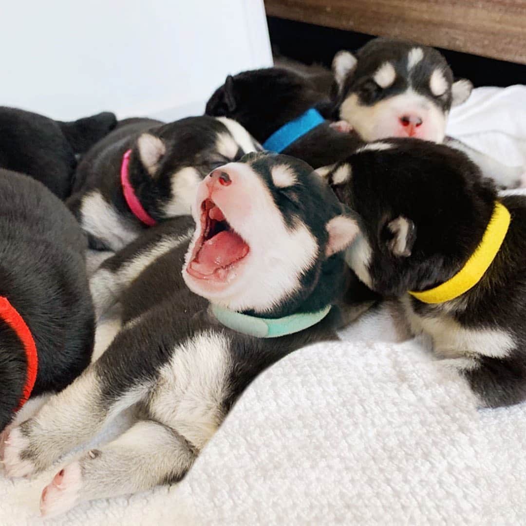 ジョーイ・グレーセッファのインスタグラム：「Happy #InternationalDogDay! 🐶 I can’t believe we have a family of TEN now...🥺 Help us name them in the comments below 💖」