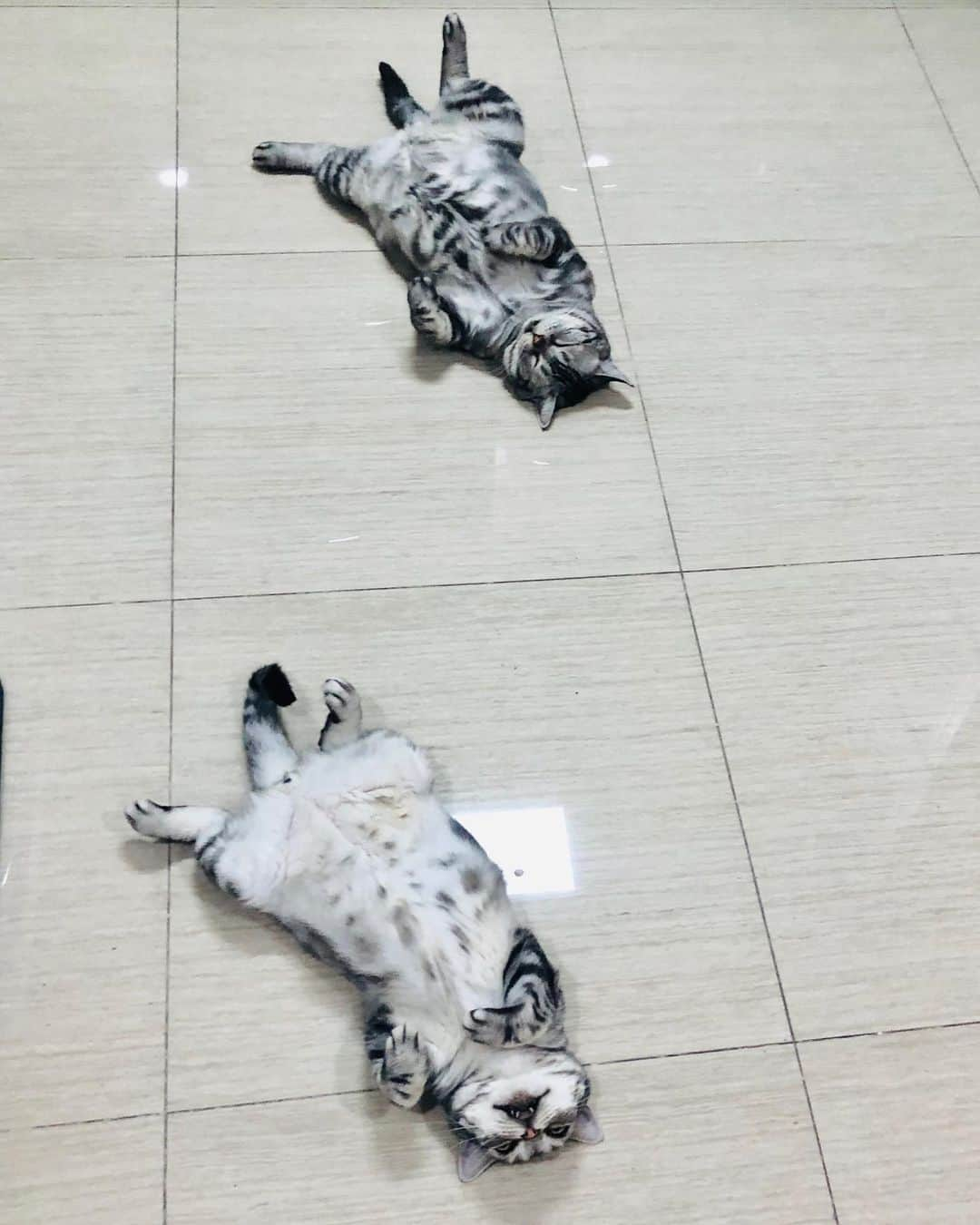 ルフさんのインスタグラム写真 - (ルフInstagram)「#luhu & #barher  It's really call "copycats"~ - - #cats #cute #catsofinstagram #angel #adorable #lovely #funny #brothers」8月27日 11時27分 - lanlan731