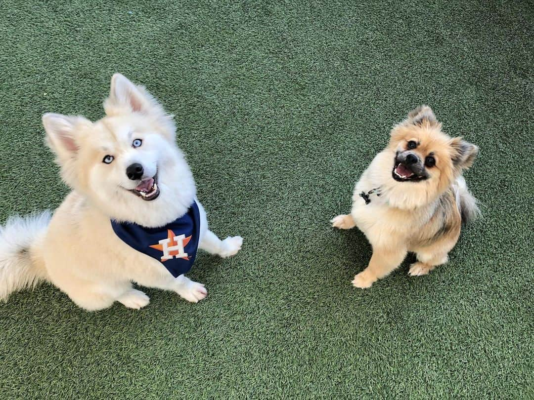 カルロス・コレアさんのインスタグラム写真 - (カルロス・コレアInstagram)「My Good Boys 😍 #nationaldogday」8月27日 11時35分 - teamcjcorrea