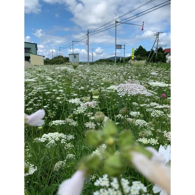 中野英雄さんのインスタグラム写真 - (中野英雄Instagram)「今日はゆっくりの出発なのでホテル近くをウォーキングしていました‼️ この花が気に入ってしまった  #北海道 #下川町 #リスタート #品川組 #instagood #japan #movie #happy #walking」8月27日 12時00分 - hideo_nakano