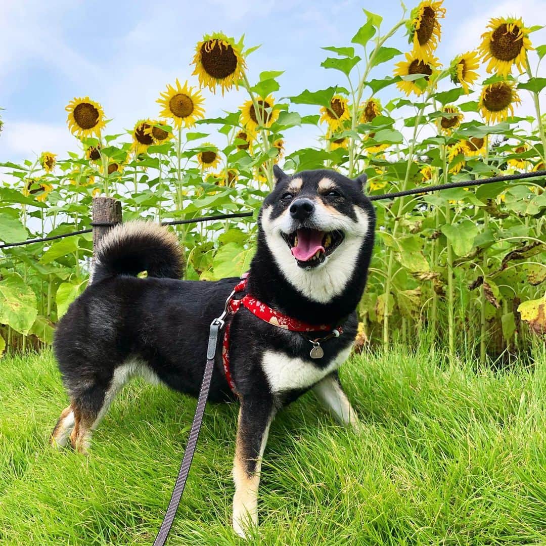 vo_coのインスタグラム：「🌻 出張をはさんで、4日ぶりのこた散歩 いつのまにか涼しくなってて、遅い時間でもルンルン歩けましたー 小さいひまわり🌻は品種が違うのか、結構長い期間咲いてますねぇ * #小さい夏まだいた #shibastagram #instashiba #shiba #shibainu #黒柴 #柴犬」