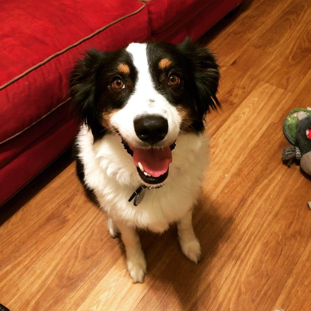 ネイサン・バーソロメイのインスタグラム：「Happy pup! Sochi is excited for #internationaldogday today! Let’s go frisbee!」